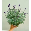Cây Oải Hương Lavender Jun Garden - Chịu Nhiệt, Trồng Ở Sài Gòn & Miền Nam, Giá 80k 7