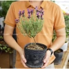 Cây Oải Hương Lavender Jun Garden - Chịu Nhiệt, Trồng Ở Sài Gòn & Miền Nam, Giá 80k 9