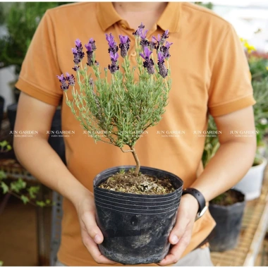 Cây Oải Hương Lavender Jun Garden - Chịu Nhiệt, Trồng Ở Sài Gòn & Miền Nam, Giá 80k