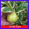 Cây Ổi Cẩm Thạch - Cây cảnh sân vườn, quả 4 mùa quanh năm, giảm còn 65.000₫
