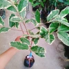 Cây Ổi Cẩm Thạch - Cây cảnh sân vườn, quả 4 mùa quanh năm, giảm còn 65.000₫ 2