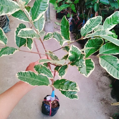 Cây Ổi Cẩm Thạch - Cây cảnh sân vườn, quả 4 mùa quanh năm, giảm còn 65.000₫
