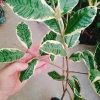 Cây Ổi Cẩm Thạch - Cây cảnh sân vườn, quả 4 mùa quanh năm, giảm còn 65.000₫ 3