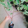 Cây Ổi Cẩm Thạch - Cây cảnh sân vườn, quả 4 mùa quanh năm, giảm còn 65.000₫ 4