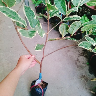 Cây Ổi Cẩm Thạch - Cây cảnh sân vườn, quả 4 mùa quanh năm, giảm còn 65.000₫ 4 Cây Ổi Cẩm Thạch - Cây cảnh sân vườn, quả 4 mùa quanh năm, giảm còn 65.000₫ 4