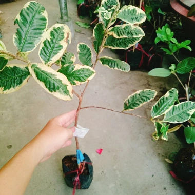 Cây Ổi Cẩm Thạch - Cây cảnh sân vườn, quả 4 mùa quanh năm, giảm còn 65.000₫ 5 Cây Ổi Cẩm Thạch - Cây cảnh sân vườn, quả 4 mùa quanh năm, giảm còn 65.000₫ 5