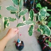 Cây Ổi Cẩm Thạch - Cây cảnh sân vườn, quả 4 mùa quanh năm, giảm còn 65.000₫ 6