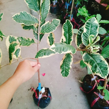 Cây Ổi Cẩm Thạch - Cây cảnh sân vườn, quả 4 mùa quanh năm, giảm còn 65.000₫