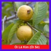 Cây Ổi Lá Kim (ổi sẻ) - Cây ăn quả bền, trái ngọt, giá chỉ 37.000 VNĐ