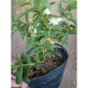 Cây Ổi Lá Kim (ổi sẻ) - Cây ăn quả bền, trái ngọt, giá chỉ 37.000 VNĐ 2