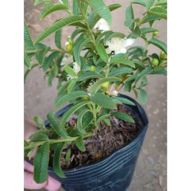 Cây Ổi Lá Kim (ổi sẻ) - Cây ăn quả bền, trái ngọt, giá chỉ 37.000 VNĐ