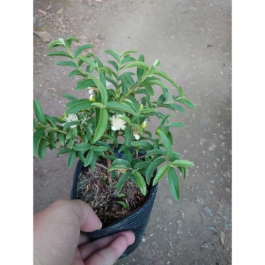 Cây Ổi Lá Kim (ổi sẻ) - Cây ăn quả bền, trái ngọt, giá chỉ 37.000 VNĐ