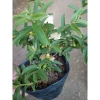 Cây Ổi Lá Kim (ổi sẻ) - Cây ăn quả bền, trái ngọt, giá chỉ 37.000 VNĐ 4
