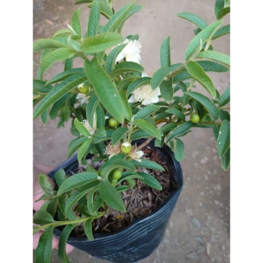 Cây Ổi Lá Kim (ổi sẻ) - Cây ăn quả bền, trái ngọt, giá chỉ 37.000 VNĐ 4 Cây Ổi Lá Kim (ổi sẻ) - Cây ăn quả bền, trái ngọt, giá chỉ 37.000 VNĐ 4