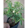 Cây Ổi Lá Kim (ổi sẻ) - Cây ăn quả bền, trái ngọt, giá chỉ 37.000 VNĐ 5