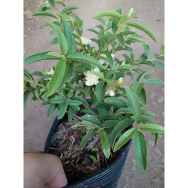 Cây Ổi Lá Kim (ổi sẻ) - Cây ăn quả bền, trái ngọt, giá chỉ 37.000 VNĐ 5 Cây Ổi Lá Kim (ổi sẻ) - Cây ăn quả bền, trái ngọt, giá chỉ 37.000 VNĐ 5