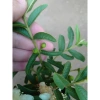 Cây Ổi Lá Kim (ổi sẻ) - Cây ăn quả bền, trái ngọt, giá chỉ 37.000 VNĐ 6