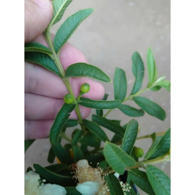 Cây Ổi Lá Kim (ổi sẻ) - Cây ăn quả bền, trái ngọt, giá chỉ 37.000 VNĐ 6 Cây Ổi Lá Kim (ổi sẻ) - Cây ăn quả bền, trái ngọt, giá chỉ 37.000 VNĐ 6