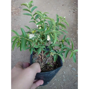 Cây Ổi Lá Kim (ổi sẻ) - Cây ăn quả bền, trái ngọt, giá chỉ 37.000 VNĐ