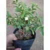 Cây Ổi Lá Kim (ổi sẻ) - Cây ăn quả bền, trái ngọt, giá chỉ 37.000 VNĐ 9