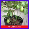 Cây ổi lê Đài Loan quả to, ăn giòn ngọt - Trồng chậu sai trái, giá 35.000 VND