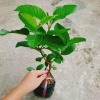 Cây ổi lê Đài Loan quả to, ăn giòn ngọt - Trồng chậu sai trái, giá 35.000 VND 3