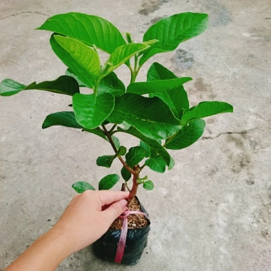 Cây ổi lê Đài Loan quả to, ăn giòn ngọt - Trồng chậu sai trái, giá 35.000 VND 3