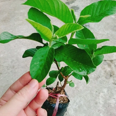 Cây ổi lê Đài Loan quả to, ăn giòn ngọt - Trồng chậu sai trái, giá 35.000 VND 7