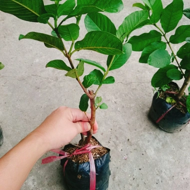 Cây ổi lê Đài Loan quả to, ăn giòn ngọt - Trồng chậu sai trái, giá 35.000 VND 9