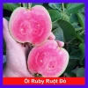 Cây ổi ruby rút đỏ không hạt - cây ăn quả giá chỉ 38.000đ, giảm tới 11.400đ