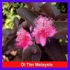 Cây ổi tím Malaysia - Cây ăn quả ngọt thơm, giá chỉ 37.000đ, giảm mạnh, giao nhanh, số lượng có hạn