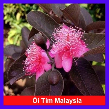 Cây ổi tím Malaysia - Cây ăn quả ngọt thơm, giá chỉ 37.000đ, giảm mạnh, giao nhanh, số lượng có hạn Cây ổi tím Malaysia - Cây ăn quả ngọt thơm, giá chỉ 37.000đ, giảm mạnh, giao nhanh, số lượng có hạn
