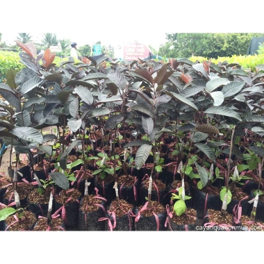Cây ổi tím Malaysia - Cây ăn quả ngọt thơm, giá chỉ 37.000đ, giảm mạnh, giao nhanh, số lượng có hạn
