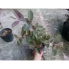Cây ổi tím Malaysia - Cây ăn quả ngọt thơm, giá chỉ 37.000đ, giảm mạnh, giao nhanh, số lượng có hạn 5