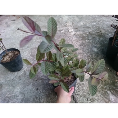Cây ổi tím Malaysia - Cây ăn quả ngọt thơm, giá chỉ 37.000đ, giảm mạnh, giao nhanh, số lượng có hạn