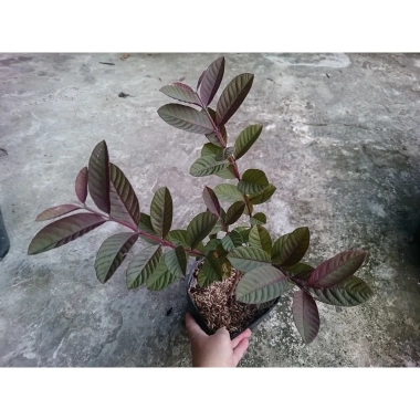 Cây ổi tím Malaysia - Cây ăn quả ngọt thơm, giá chỉ 37.000đ, giảm mạnh, giao nhanh, số lượng có hạn