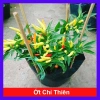 Cây ớt chỉ thiên đang hoa, quả tươi - Giao nhanh như video, chỉ 65.000đ