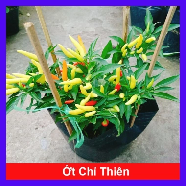 Cây ớt chỉ thiên đang hoa, quả tươi - Giao nhanh như video, chỉ 65.000đ