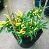 Cây ớt chỉ thiên đang hoa, quả tươi - Giao nhanh như video, chỉ 65.000đ 2