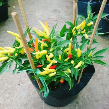 Cây ớt chỉ thiên đang hoa, quả tươi - Giao nhanh như video, chỉ 65.000đ