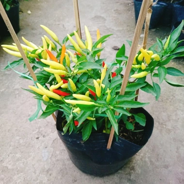 Cây ớt chỉ thiên đang hoa, quả tươi - Giao nhanh như video, chỉ 65.000đ
