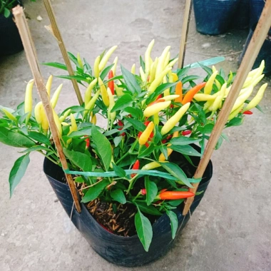 Cây ớt chỉ thiên đang hoa, quả tươi - Giao nhanh như video, chỉ 65.000đ