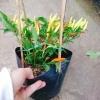 Cây ớt chỉ thiên đang hoa, quả tươi - Giao nhanh như video, chỉ 65.000đ 6
