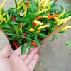 Cây ớt chỉ thiên đang hoa, quả tươi - Giao nhanh như video, chỉ 65.000đ 7