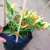 Cây ớt chỉ thiên đang hoa, quả tươi - Giao nhanh như video, chỉ 65.000đ 9