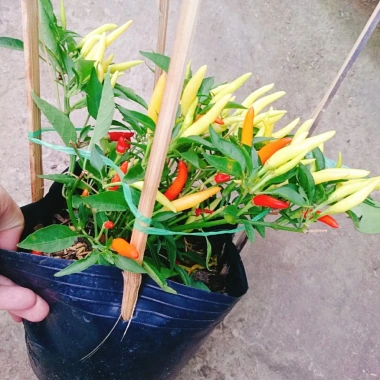 Cây ớt chỉ thiên đang hoa, quả tươi - Giao nhanh như video, chỉ 65.000đ 9 Cây ớt chỉ thiên đang hoa, quả tươi - Giao nhanh như video, chỉ 65.000đ 9