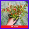 Cây ớt hiểm - Cây cảnh sân vườn, giá ưu đãi 65.000 VND, chất lượng cao, dễ trồng