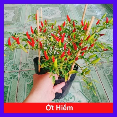 Cây ớt hiểm - Cây cảnh sân vườn, giá ưu đãi 65.000 VND, chất lượng cao, dễ trồng