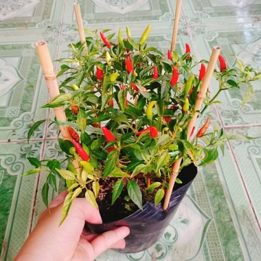 Cây ớt hiểm - Cây cảnh sân vườn, giá ưu đãi 65.000 VND, chất lượng cao, dễ trồng