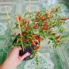 Cây ớt hiểm - Cây cảnh sân vườn, giá ưu đãi 65.000 VND, chất lượng cao, dễ trồng 3